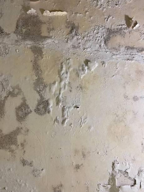 Best Mold Remediation  in Lake Waccamaw, NC